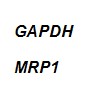    MDR1  MRP1   -8-5   -7