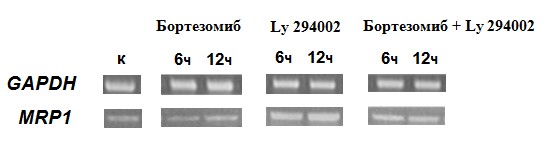    MDR1  MRP1   -8-5  -6