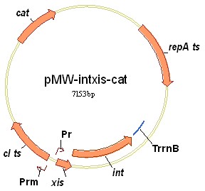   - pMW-intxis-cat, -5