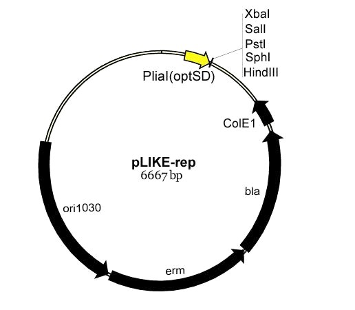    pLIKE-int  pLIKE-rep,   PliaI-27