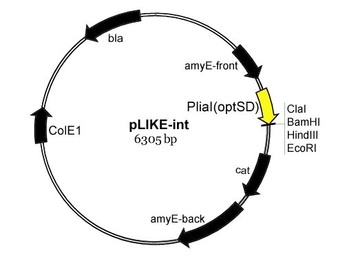    pLIKE-int  pLIKE-rep,   PliaI-26